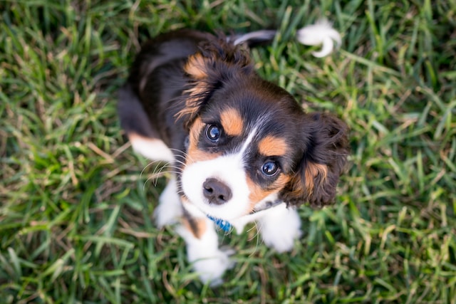 Keep Your Puppy Fit and Happy by Taking These Healthy Steps