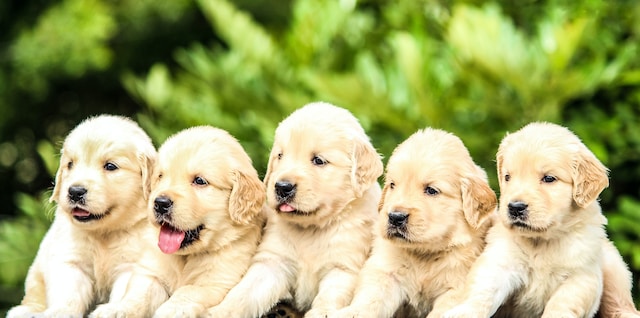 Keep Your Puppy Fit and Happy by Taking These Healthy Steps