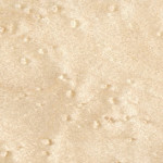 Bird Eye Maple