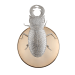 Filigree Lucanus Wall Lamps image 1