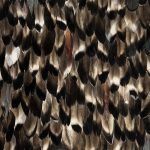 Folie Feathers image 1