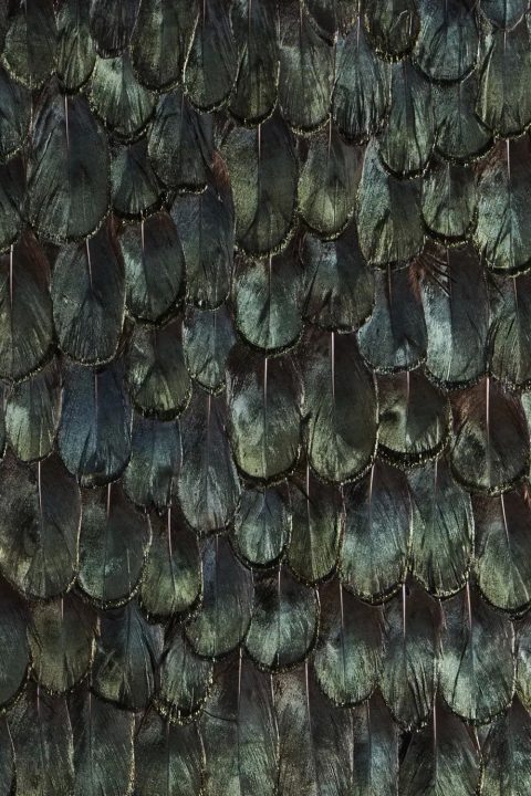 Iridescent Peacock Feathers