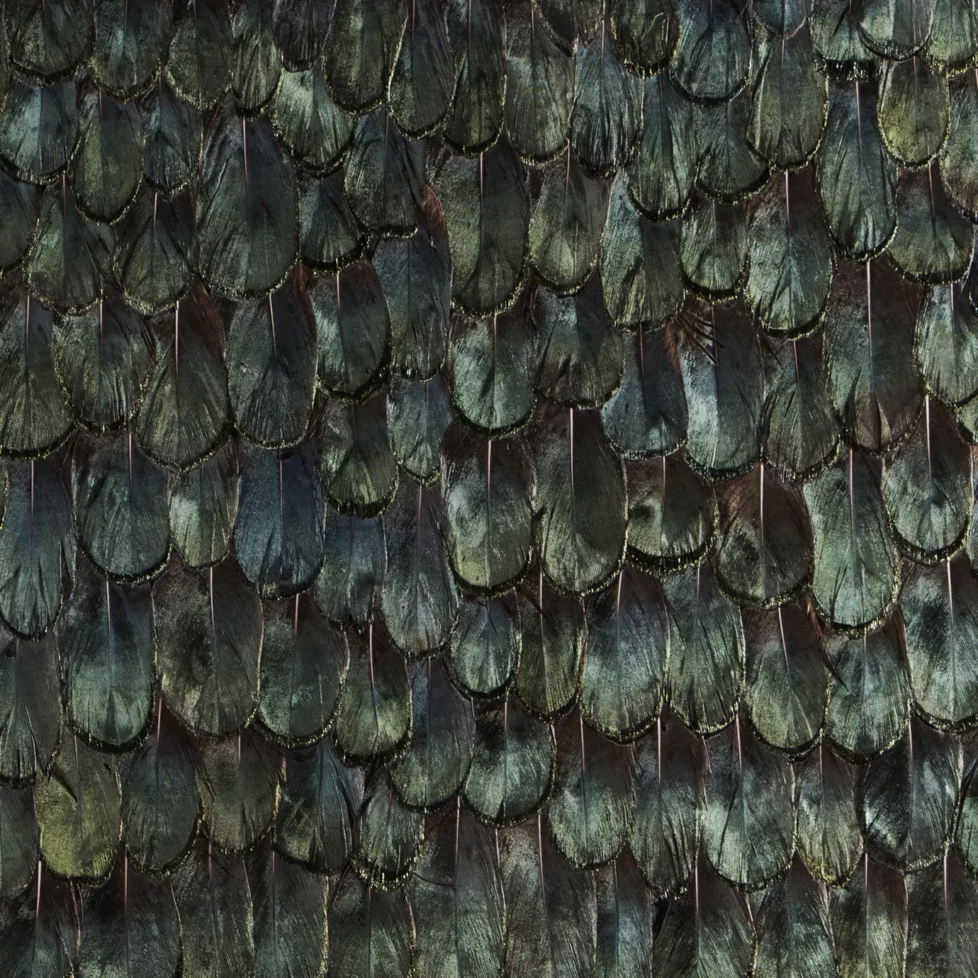 Iridescent Peacock Feathers