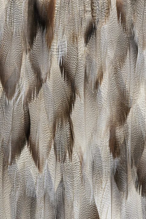 Misty Guinea Feathers