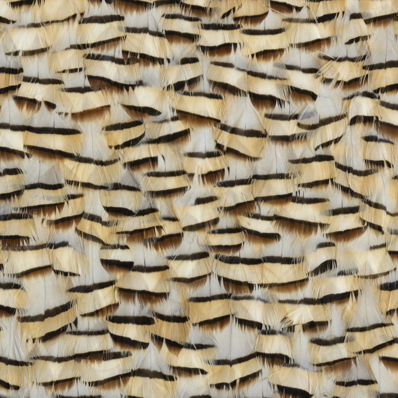 Tartan Faucon Feathers
